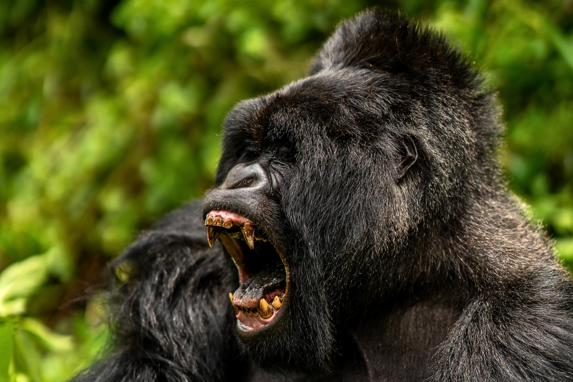 5 DAY CHRISTMAS WILDLIFE & GORILLA TRACKING SAFARI IN UGANDA. Mountain Gorilla 1