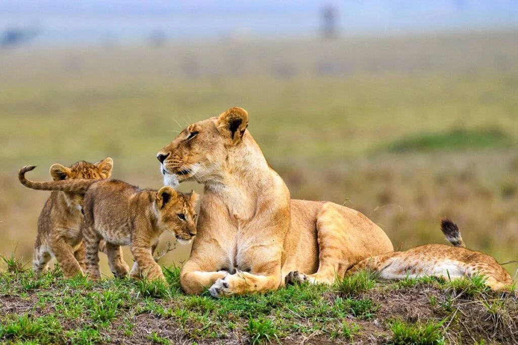 8 day unique wilderness and beach bliss safari in kenya