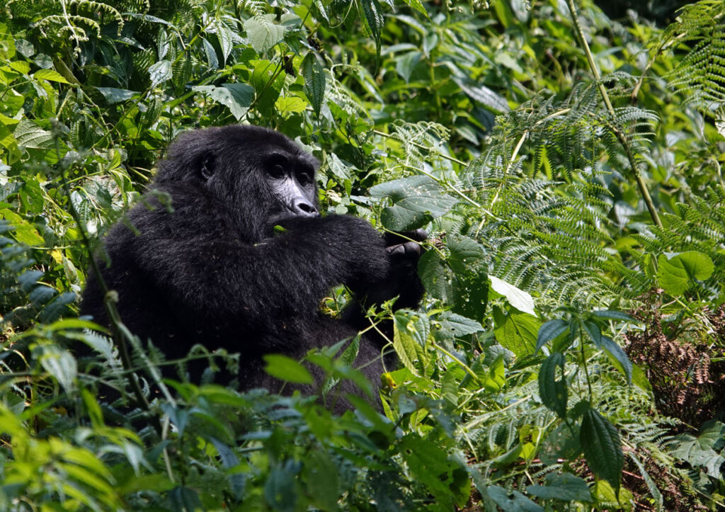 bwindi gorila