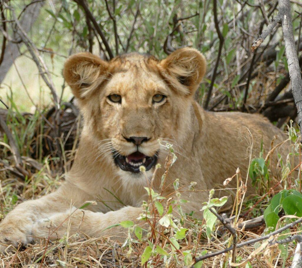 lion