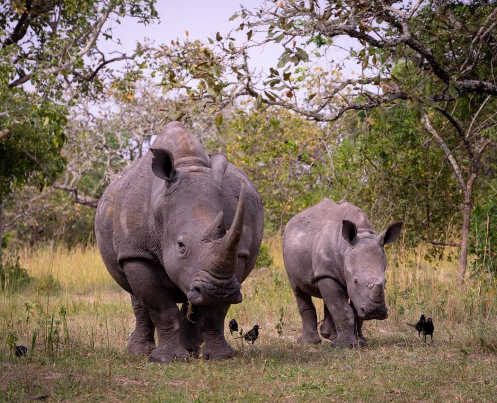 rhinos