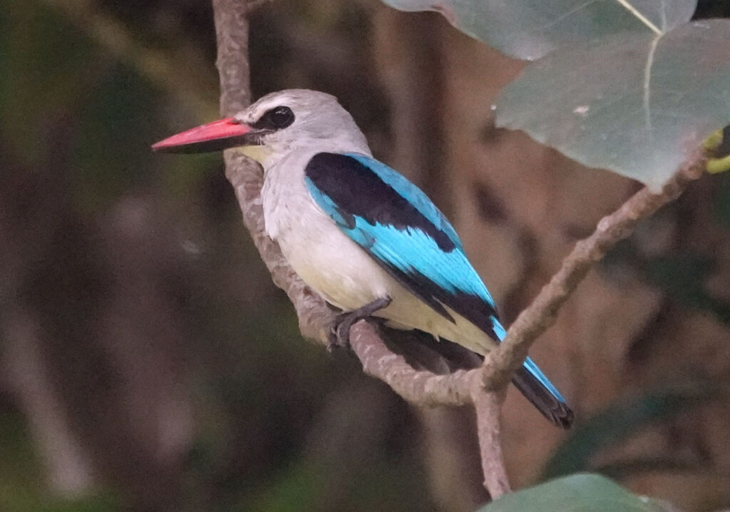 afrikanmetsäkalastaja uganda 180123 dsc02942